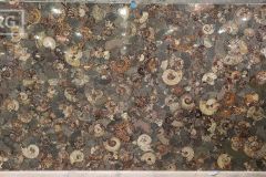 Ammonites Semi-Precious (119x63) [Lot 182]